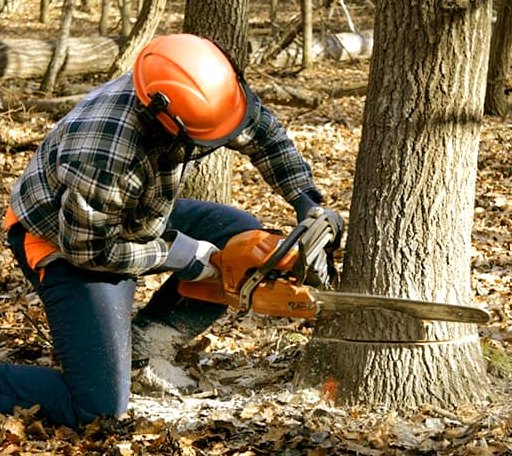 Tree Removal in Rudy, AR